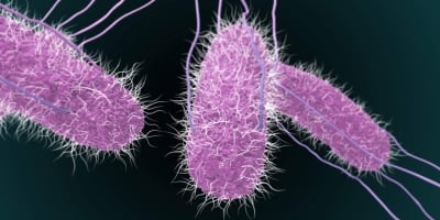 Estudo revela alta resistência da Salmonella em ambientes avícolas