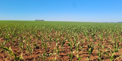Produtores de São Borja ampliam área de milho e reforçam cuidados diante do cenário climático