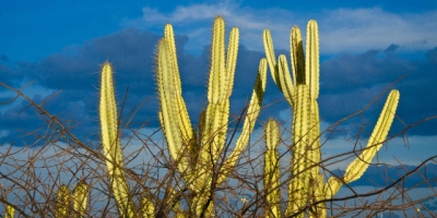 Projeto da Embrapa busca aumentar resistência das lavouras à seca no Semiárido