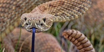El Niño pode aumentar presença de serpentes em áreas rurais, alerta especialista
