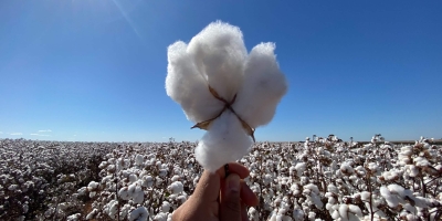 Algodão fecha em baixa na Bolsa de Nova York; cenários técnico e fundamental empurram preços para baixo