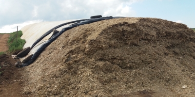 Planejamento correto da silagem garante alimentação do gado o ano todo