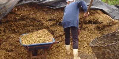 Milho silagem tem bom desenvolvimento no Rio Grande do Sul