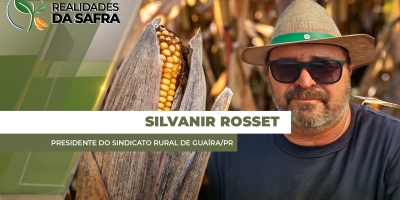 Guaíra/PR recebe boas chuvas e lavouras de milho estão se desenvolvendo bem