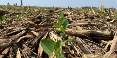 Soja 26/27 entra em outubro entre excesso de chuva no Sul e umidade ainda irregular em Mato Grosso