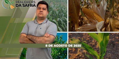 Grandes expectativas de produtividade de milho na Bahia e no Pará