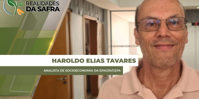 Santa Catarina registra produtividade recorde de milho e reflexo com preços caindo desde março