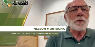 Safra paulista de trigo pode passar de 350 mil toneladas