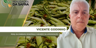 Colheita do milho avança em Rondônia com altas produtividades nas primeiras lavouras