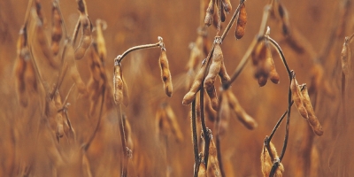 Trigo e óleo perdem força com recuo do petróleo e soja volta à estabilidade em Chicago nesta 6ª