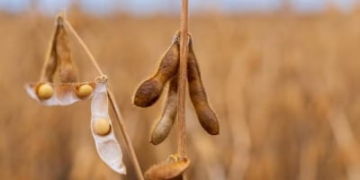 Soja acompanha derivados e grãos e opera em alta nesta manhã de 2ª em Chicago, esperando pelo USDA
