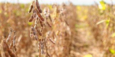 Soja Legal: Aprosoja MT fortalece o agro com diagnóstico socioambiental que valoriza boas práticas no campo