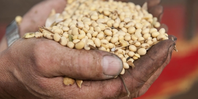 Soja segue ainda lateralizada na CBOT nesta tarde de 3ª, com suporte do farelo