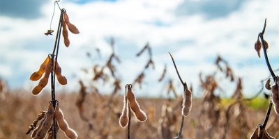 Soja tem mais um pregão de estabilidade e preços abaixo dos US$ 10 por bushel em Chicago nesta 6ª feira