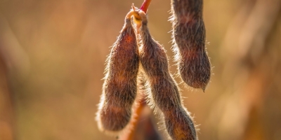 Soja/Cepea: Liquidez aumenta, mas preços seguem em queda