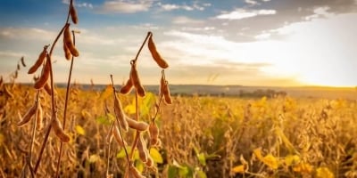 Soja tem nova sessão de lateralização em Chicago e testa ligeiros ganhos nesta 3ª feira (30)