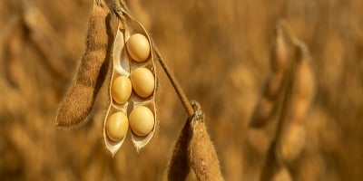 Apesar de fundamentos fortes, soja realiza lucros em Chicago e fecha 5ª feira com baixas de dois dígitos