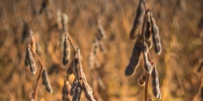 Soja tem pressão adicional do óleo, fecha com baixas de dois dígitos na CBOT, mas BR ainda tem preços altos