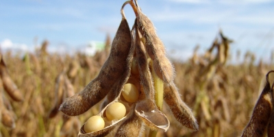 Soja tem tímidos ganhos nesta 5ª feira em Chicago, se dividindo entre a China e o USDA