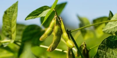 Soja volta a subir timidamente em Chicago nesta 6ª feira,  se ajustando após perdas na sessão anterior