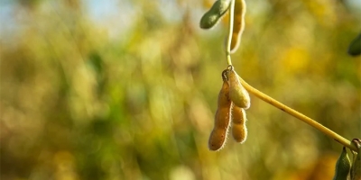 Soja: Após duas semanas de intensa valorização, Chicago realiza lucros nesta 6ª feira