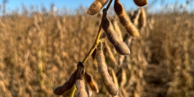 Soja fecha de lado em Chicago e sobe onde há ainda há negócios no Brasil frente ao dólar alto