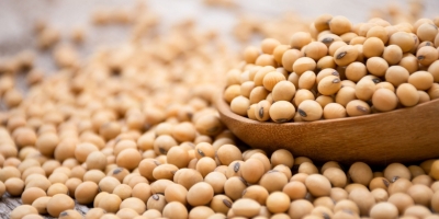 Agrural: Com umidade no limite em MT, plantio de soja chega a 61% no Brasil