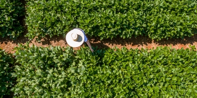 Inovação e pesquisa transformam a agricultura brasileira e oferecem soluções para os desafios do campo
