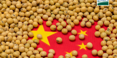 USDA informa nova venda de 202 mil toneladas de soja dos EUA para a China