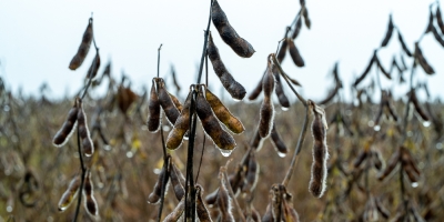Chuvas atrasam fim da colheita da soja em Mato Grosso e provocam prejuízos em todo o Estado