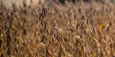 Perspectivas para o agronegócio brasileiro em 2026: decisões jurídicas que definirão competitividade