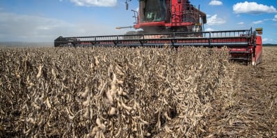 Colheita de soja 2025/26 em Mato Grosso avança para 6,69% da área, diz Imea