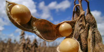 Soja recua em Chicago nesta 2ª, acompanhando perdas do farelo e ainda monitorando tarifas de Trump