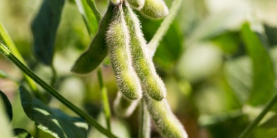 Soja: Preços em Chicago dão sequência às baixas nesta 4ª e março já opera abaixo dos US$ 11