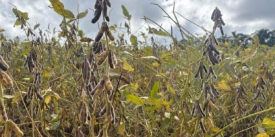 Colheita da soja chega a 50% da área cultivada no Rio Grande do Sul