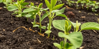 Chuvas atrasam plantios de verão no Paraná e podem pressionar a janela da segunda safra