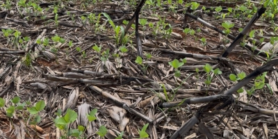 Aprosoja MT alerta o Mapa sobre crise hídrica e riscos à produtividade da safra 2025/26 no estado