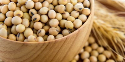 Coamo vê vendas de soja mais lentas e preocupação logística com grande safra