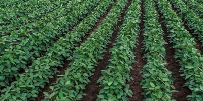 Plantio de soja no Brasil deve avançar 2% e nova safra pode bater recorde, dizem analistas