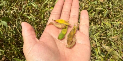 Clima seco deixa produtores da região Sul do Mato Grosso do Sul em alerta