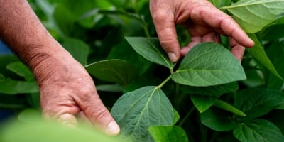 Irregularidade climática impacta início da safra em Primavera do Leste e Paranatinga