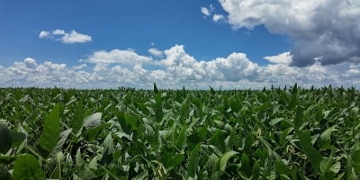 Famato:  El Niño poderá influenciar projeção da safra 2026/27 de soja em Mato Grosso
