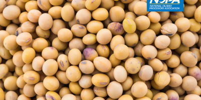 NOPA: Esmagamento de soja dos EUA em dezembro/25 cresce 8,9% na comparação anual