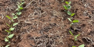 Plantio de soja em Mato Grosso alcança 85,68% da área, mas segue atrasado, aponta Imea