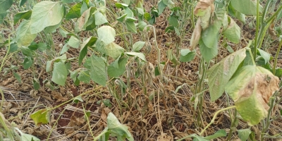 Município de Júlio de Castilhos decreta Situação de Emergência em razão da estiagem