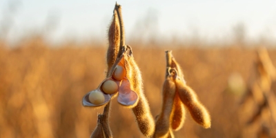 Soja sobe timidamente em Chicago nesta 5ª feira, esperando pelos novos números do USDA