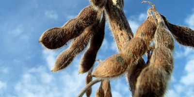 Soja devolve parte dos últimos ganhos e sente ritmo de plantio intenso nos EUA e opera estável em Chicago