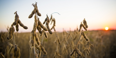 Se MT fosse um país seria o terceiro maior na produção de soja do mundo
