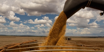 El Niño pode reduzir produção de soja em 9,7% e colocar R$ 33 bilhões em risco, estima Serasa