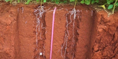 A beleza funcional do perfil agrícola do solo, por Afonso Peche Filho